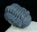 Very Bumpy and Detailed Phacops Trilobite #6119-4